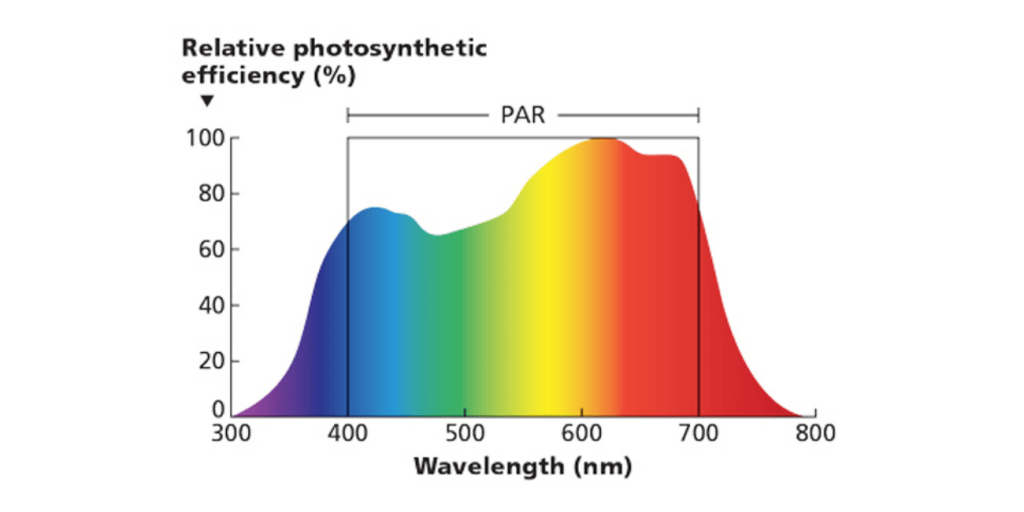 Plant growth lights color spectrum