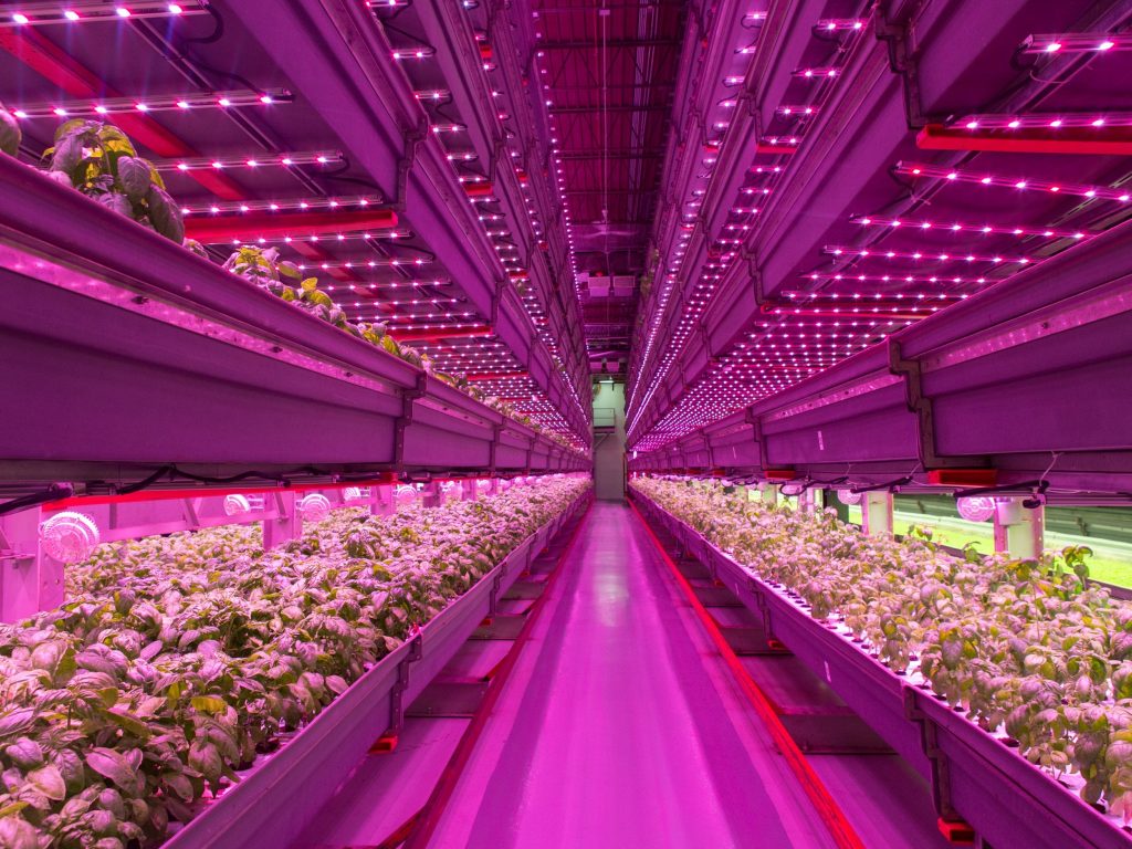 LED grow lights application mentioned here